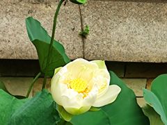 -常州古运河南大街文化旅游区-人民公园