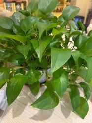 -北京俪婴妇产医院(朝阳大悦城店)