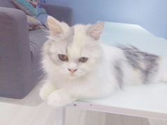 -喵的天空名猫咖啡馆·撸猫·猫舍·用品