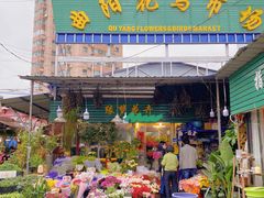 -曲阳花鸟市场(曲阳路店)