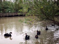 -溱湖国家湿地公园