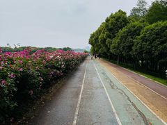 -贡湖湾湿地公园