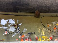 -蘭奢雅集·江浙菜(青山江滩店)