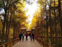 -金塔沙漠胡杨林景区