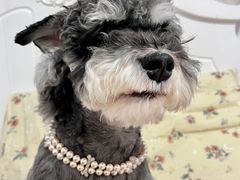 -BABIT巴比特宠物(MOMOPARK店)