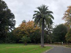 -墨尔本皇家植物园