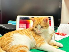 -纳吉亚猫专科动物诊疗中心(蒋宅口分院)