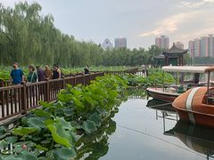 -莲花池公园
