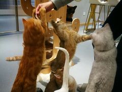 -飞行喵MR PILOT|猫舍·猫咖(静安大融城店)