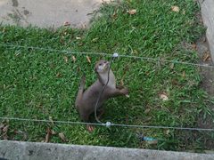 -清迈夜间动物园