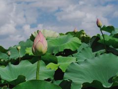 -嘉北郊野公园