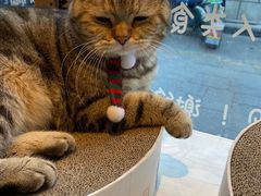 -喵屿·大理花园猫咖