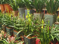 -秦美花卉(天朗·莱茵小城2期店)