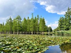 -白鹭湾湿地公园