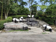 -都江堰中华大熊猫苑