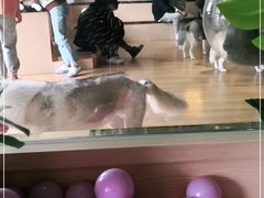 -Husky Go! 哈士奇体验馆·宠物咖啡厅狗咖