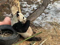 -沈阳森林动物园