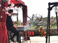 -樂桃源奉贤黄桃种植采摘基地