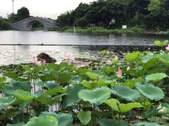 -映月湖公园