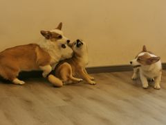 -浣熊柯尔鸭土拨鼠·电玩咖