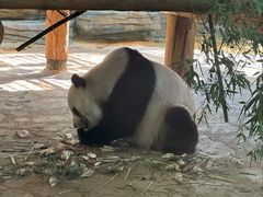 -西霞口神雕山野生动物世界