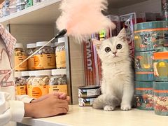-钦宠·猫咪售卖·洗护·寄养(东圃旗舰店)