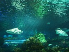 -瑞普利水族馆
