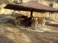 -泉州海丝野生动物世界