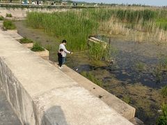 -合肥滨湖国家森林公园