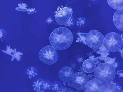 -海合安武汉极地海洋公园