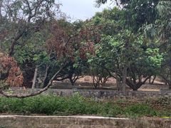 -满記土窑烧鷄波浪山莊