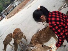 -清迈夜间动物园