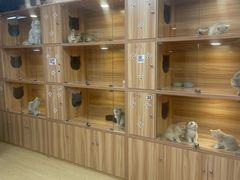 -猫十亿·布偶金渐层·曼基康矮脚猫舍(青年路店)
