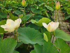 -莲花池公园