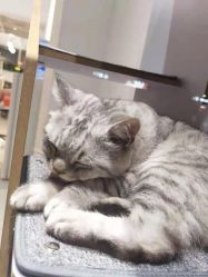 -飞梵造型