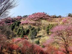 -新建村梅花