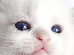 -东方名猫馆·英短金渐层布偶猫舍(环线广场1号楼店)