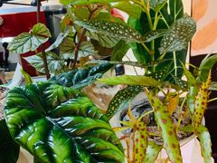 -Rabbit Cafe私房西餐甜点咖啡(栖霞路店)