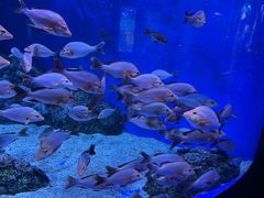 -成都浩海立方海洋公园