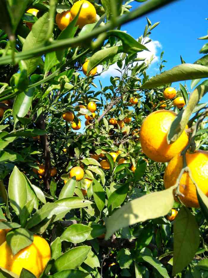 跃进农场-"这家开在崇明岛的农场还是不错的,比较有怀.