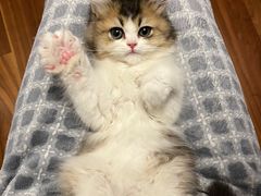 -momokira米努特·德文卷毛猫·棉花面纱犬