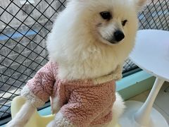 -怪兽屋·羊驼·猫咖·狗咖(俊华广场店)