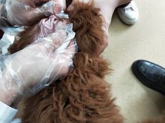 -瑞派·关忠动物医院·猫专科·犬专科(三环新城店)