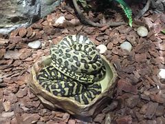 -珠海横琴长隆《卡卡虎奇遇记》