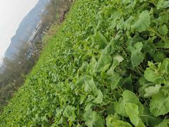 -华蓥山水杉山庄