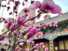 -护国法轮寺