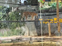 -清迈夜间动物园