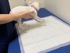 -美联众合动物医院·24h转诊中心