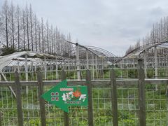 -前小桔亲子创意农场·草莓采摘·露营烧烤