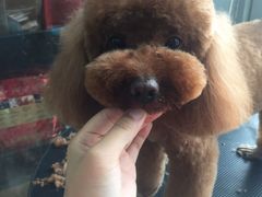 -萌萌喵宠物(百水芊城阅水坊店)